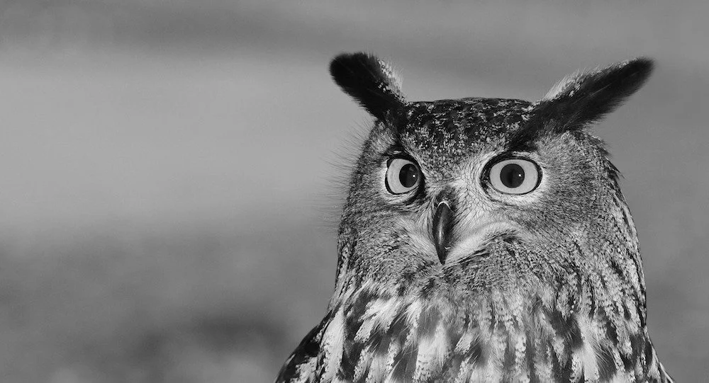 european-eagle-owl-2010346_1920.jpg