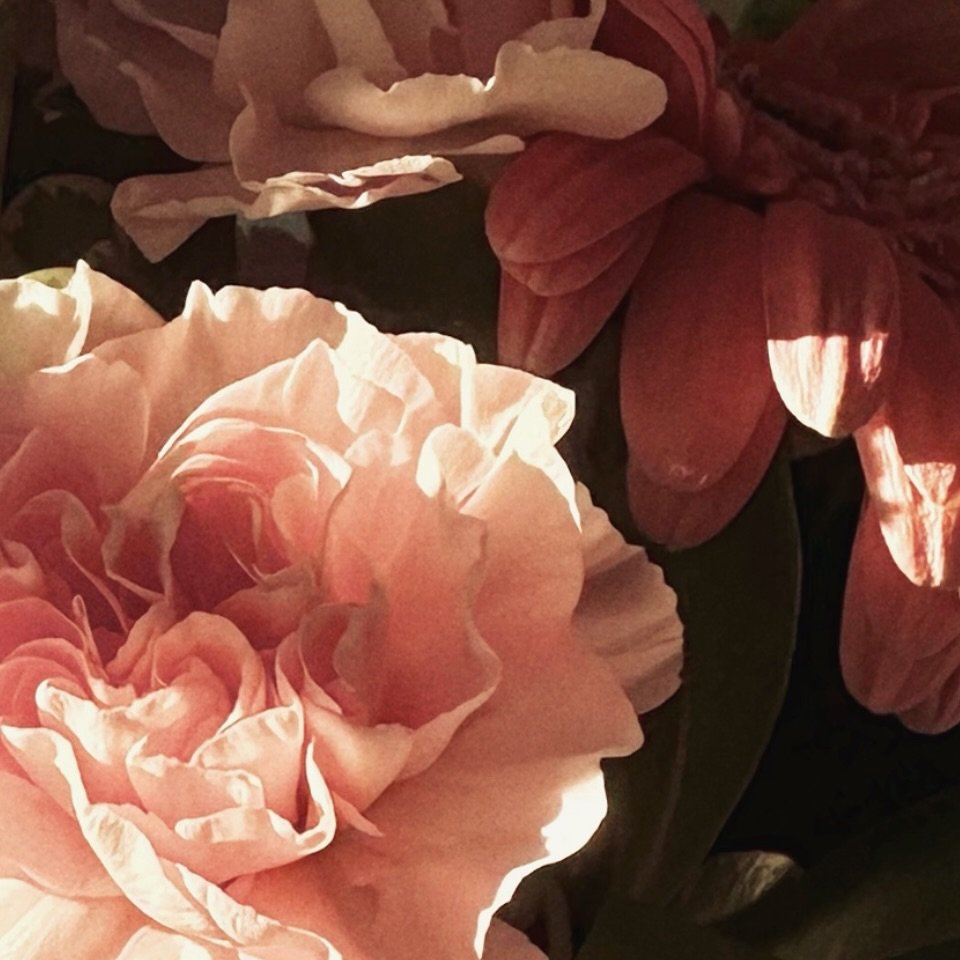 🤳 💐 interested in the way light dances with flower petals