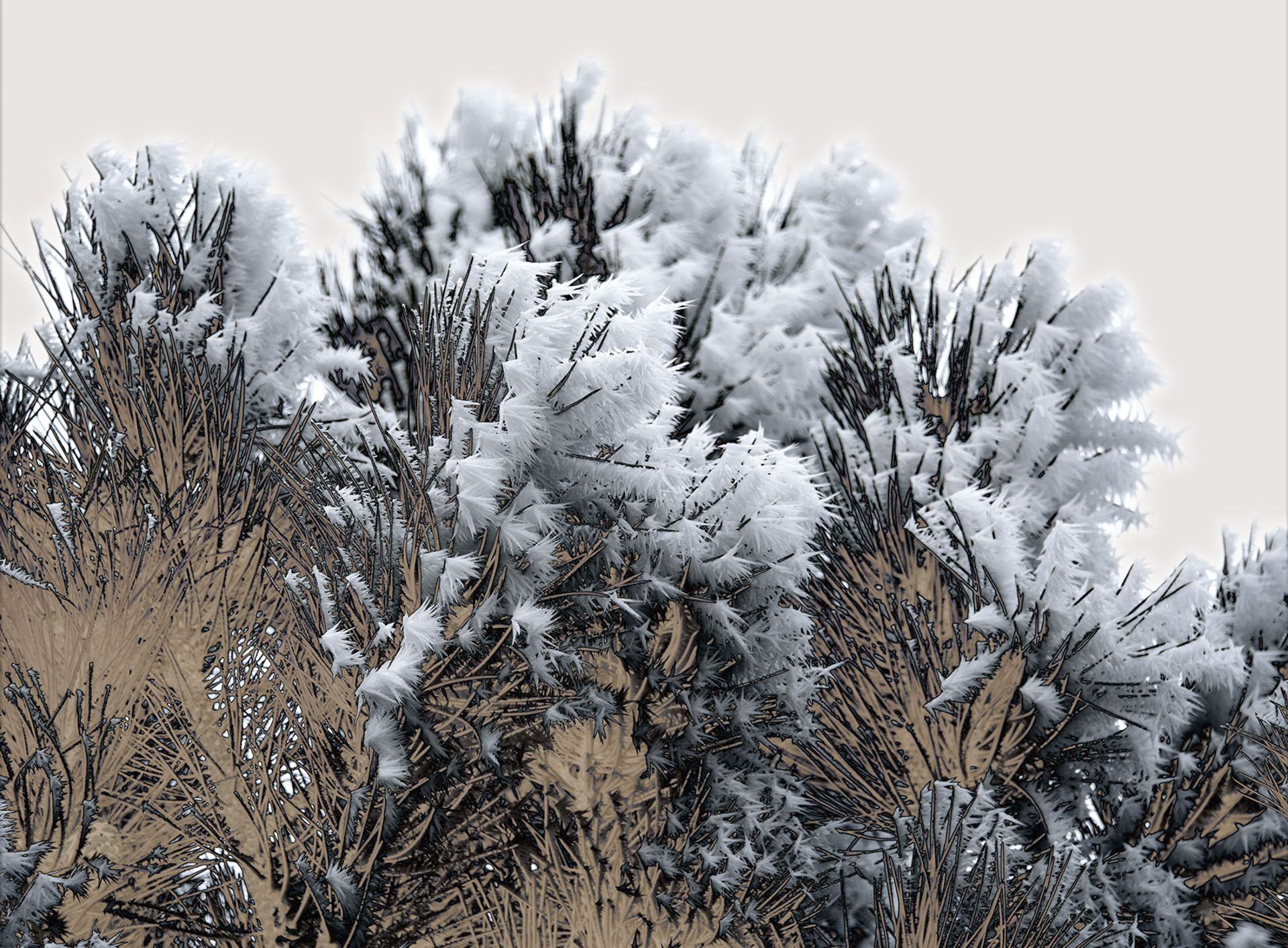 Pine Frost