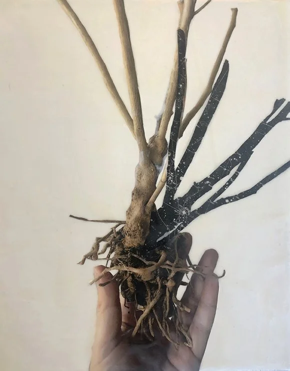 Root
