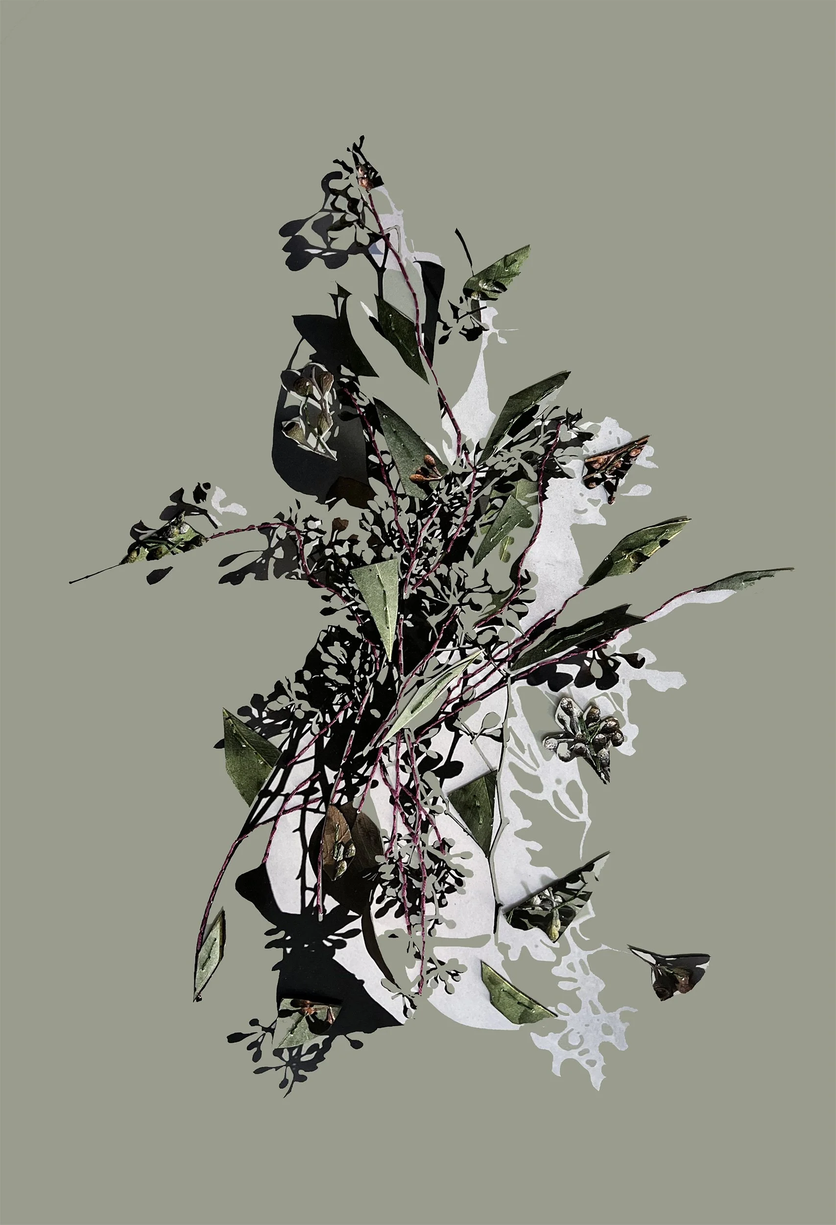 Green Eucalyptus