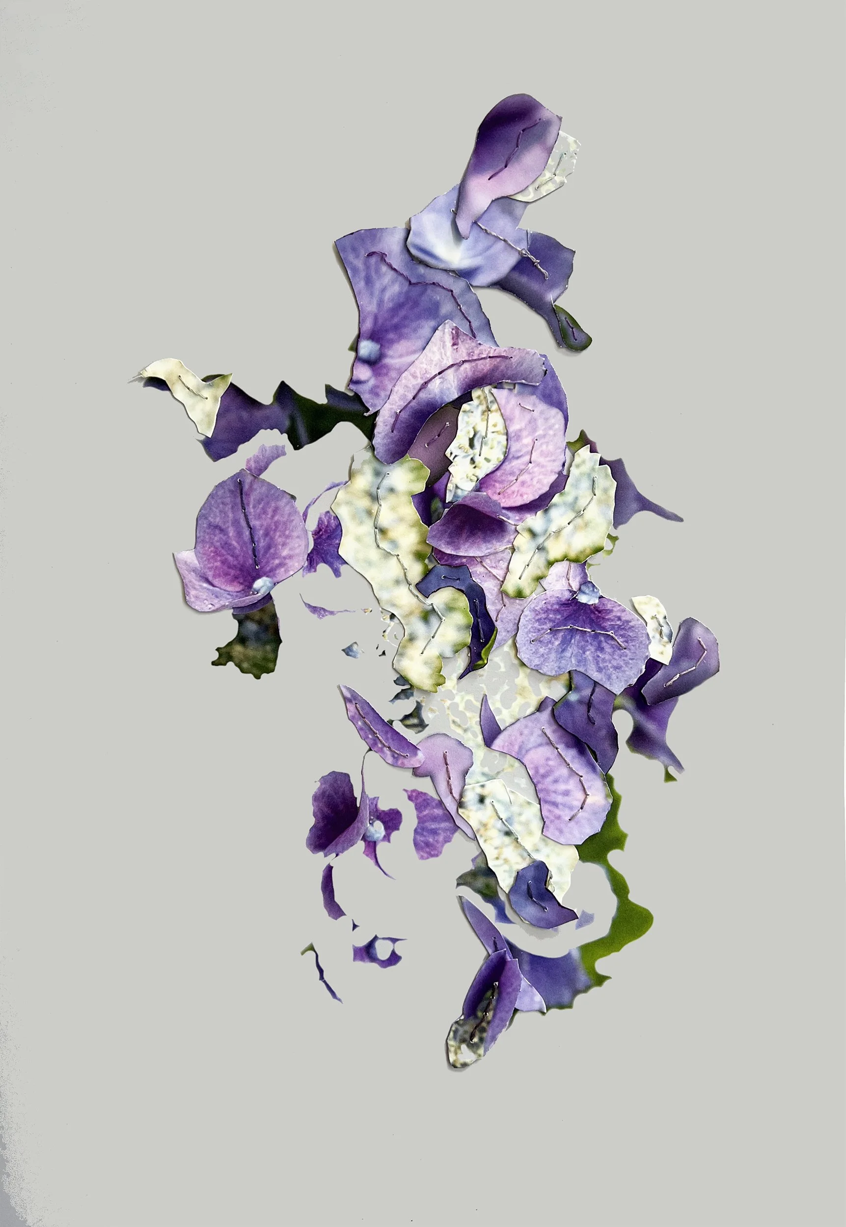 Hydrangea