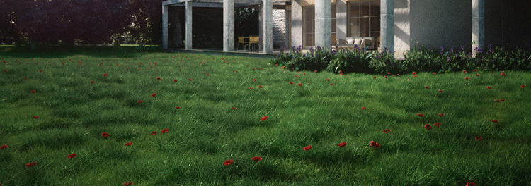 Grass