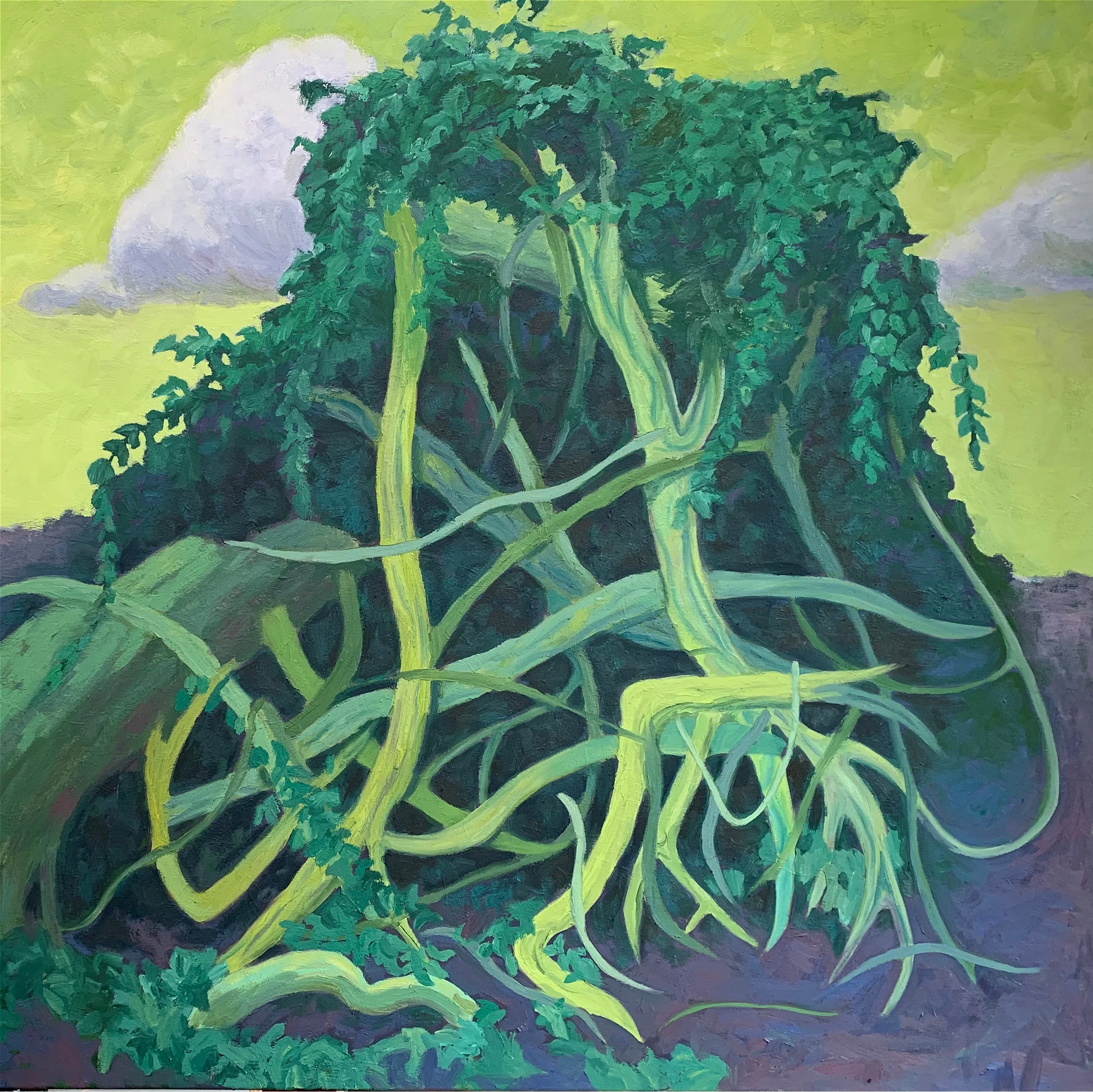 Growing Old 48 x 48 x 2.5 Oil on canvas