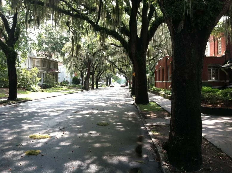 Street Trees & the Importance of Codes