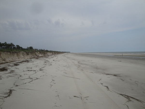 Wassaw Island NWR, where I was fortunate enough to spend Memorial Day. 