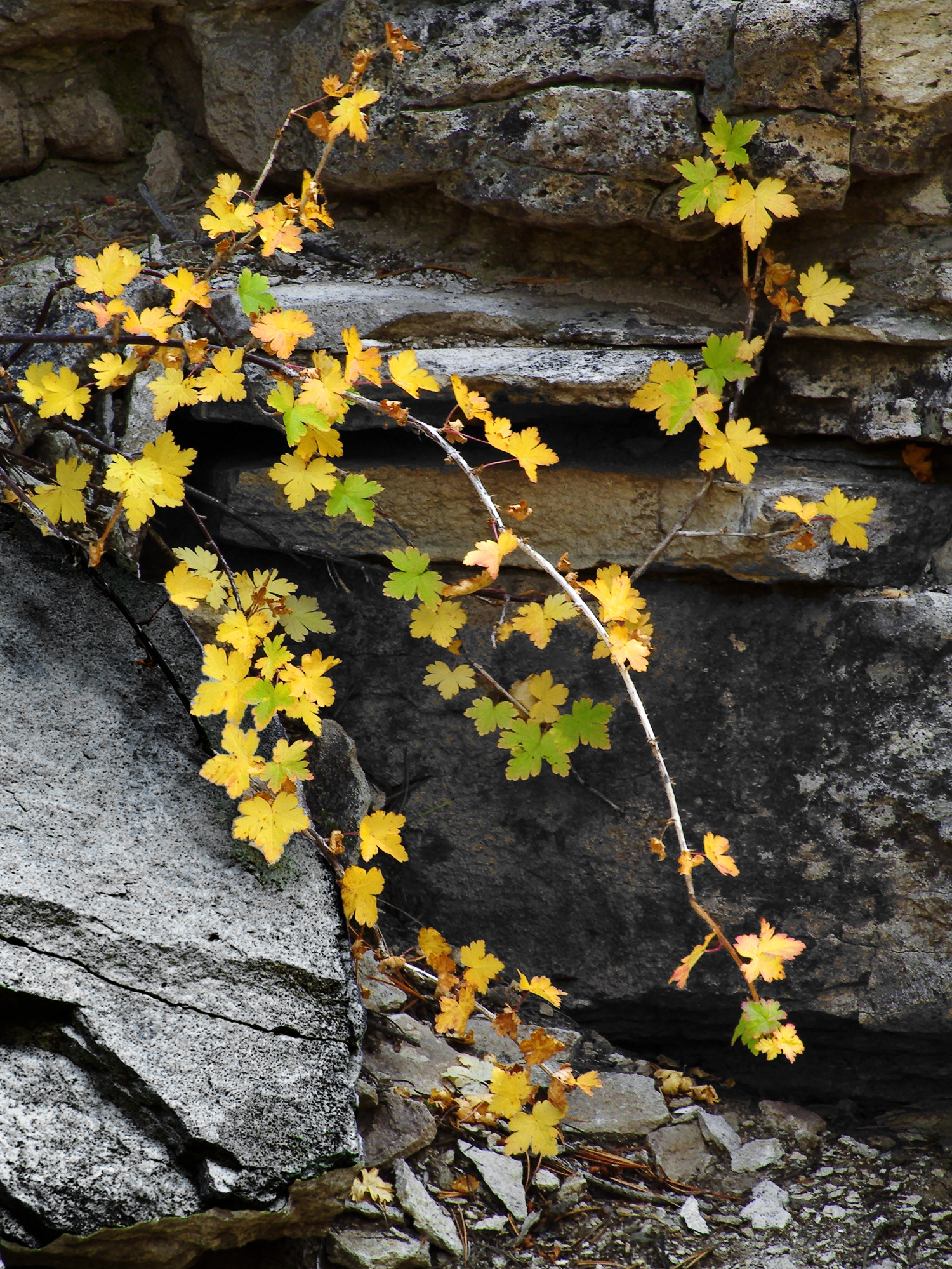 Leaves and Rocks, Sardine Creek
