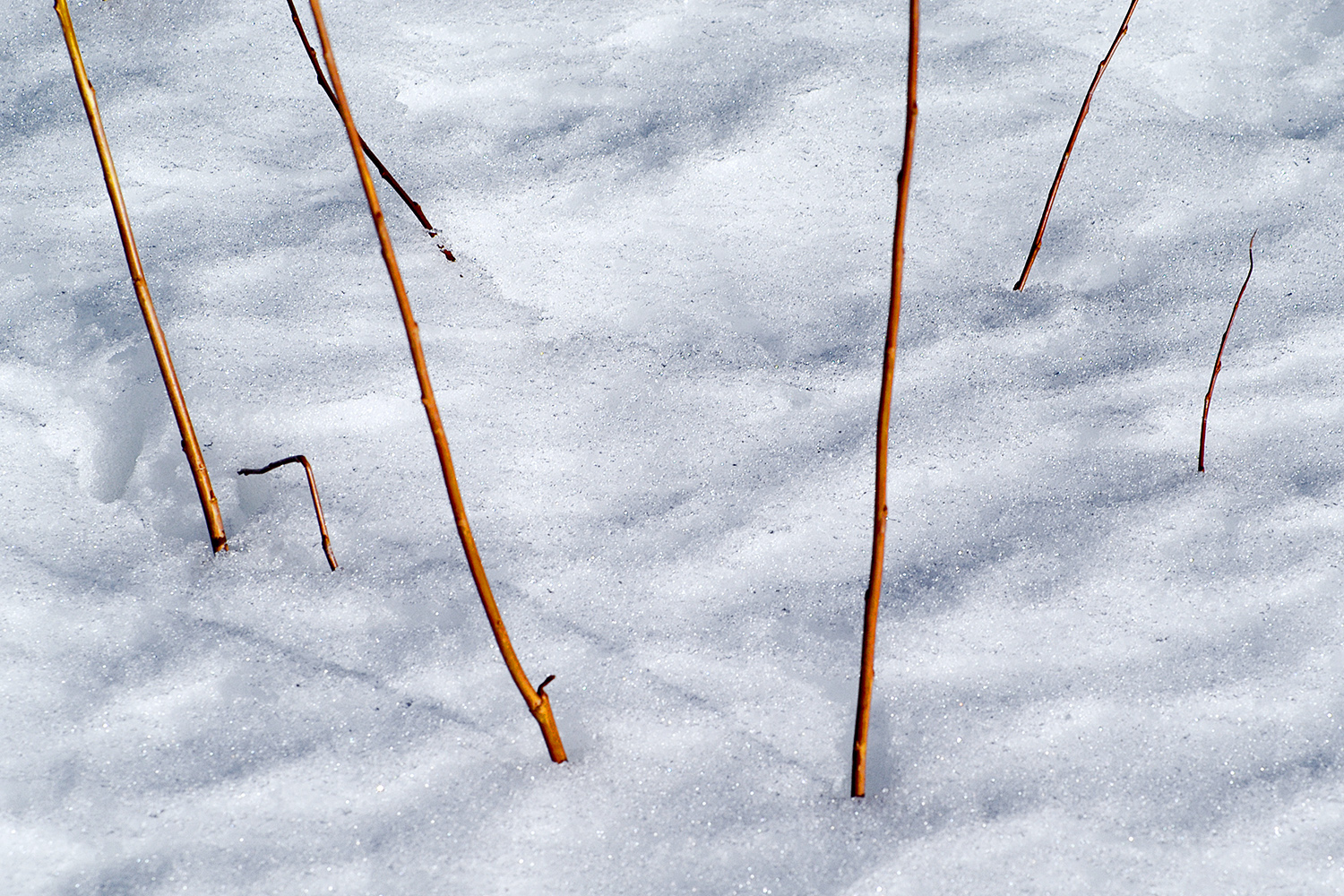 Plant Stalks in Snow, Walker River Canyon