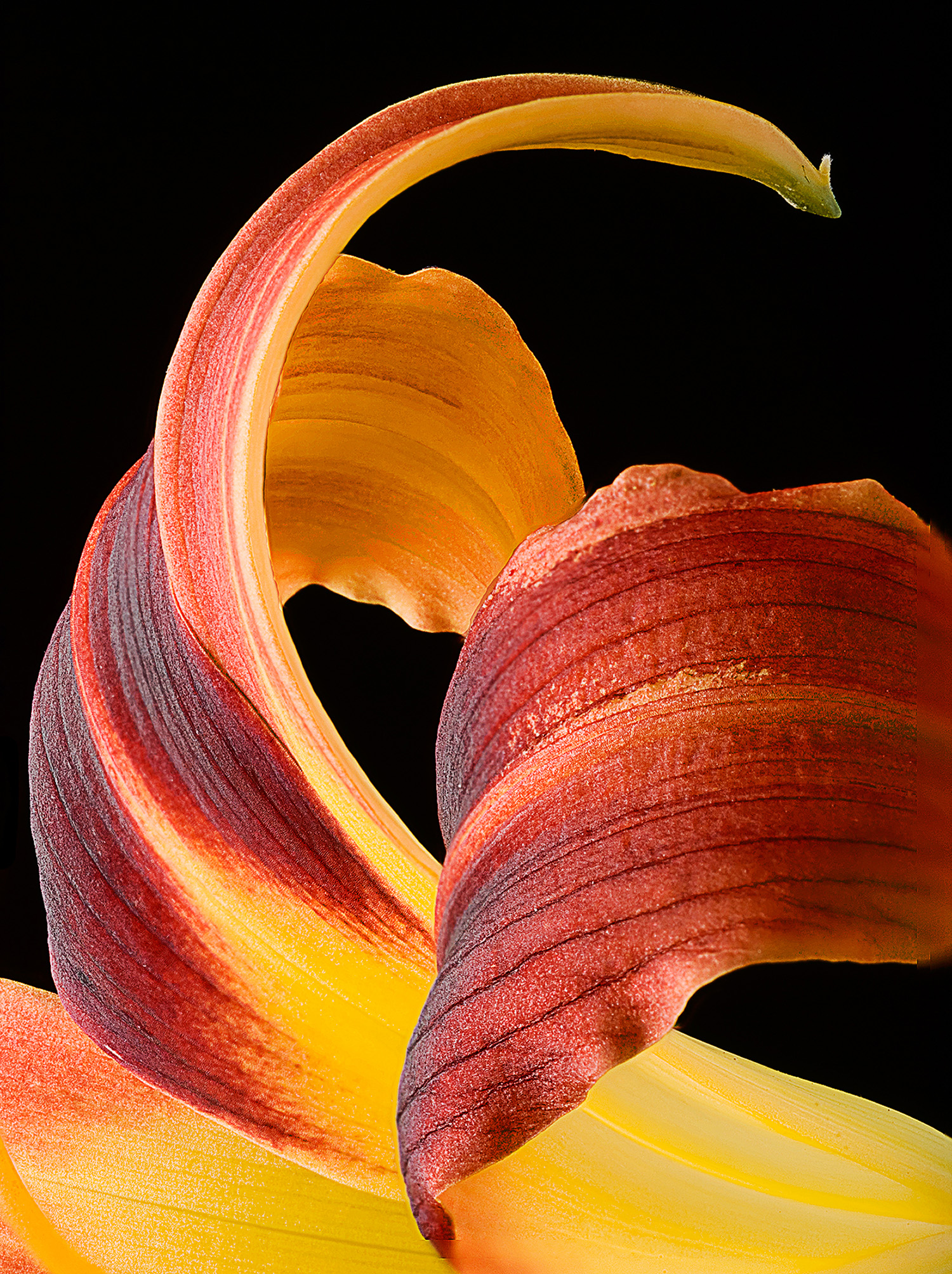 Daylily "Red Magic" Petals
