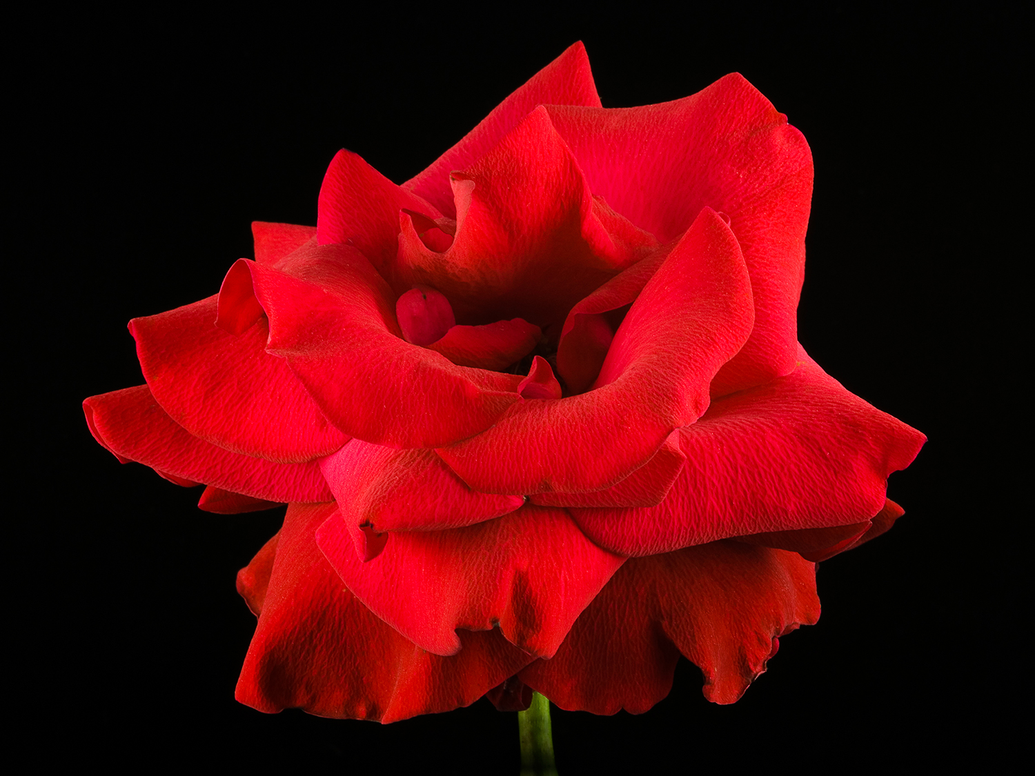 Rose, "Opening Night"