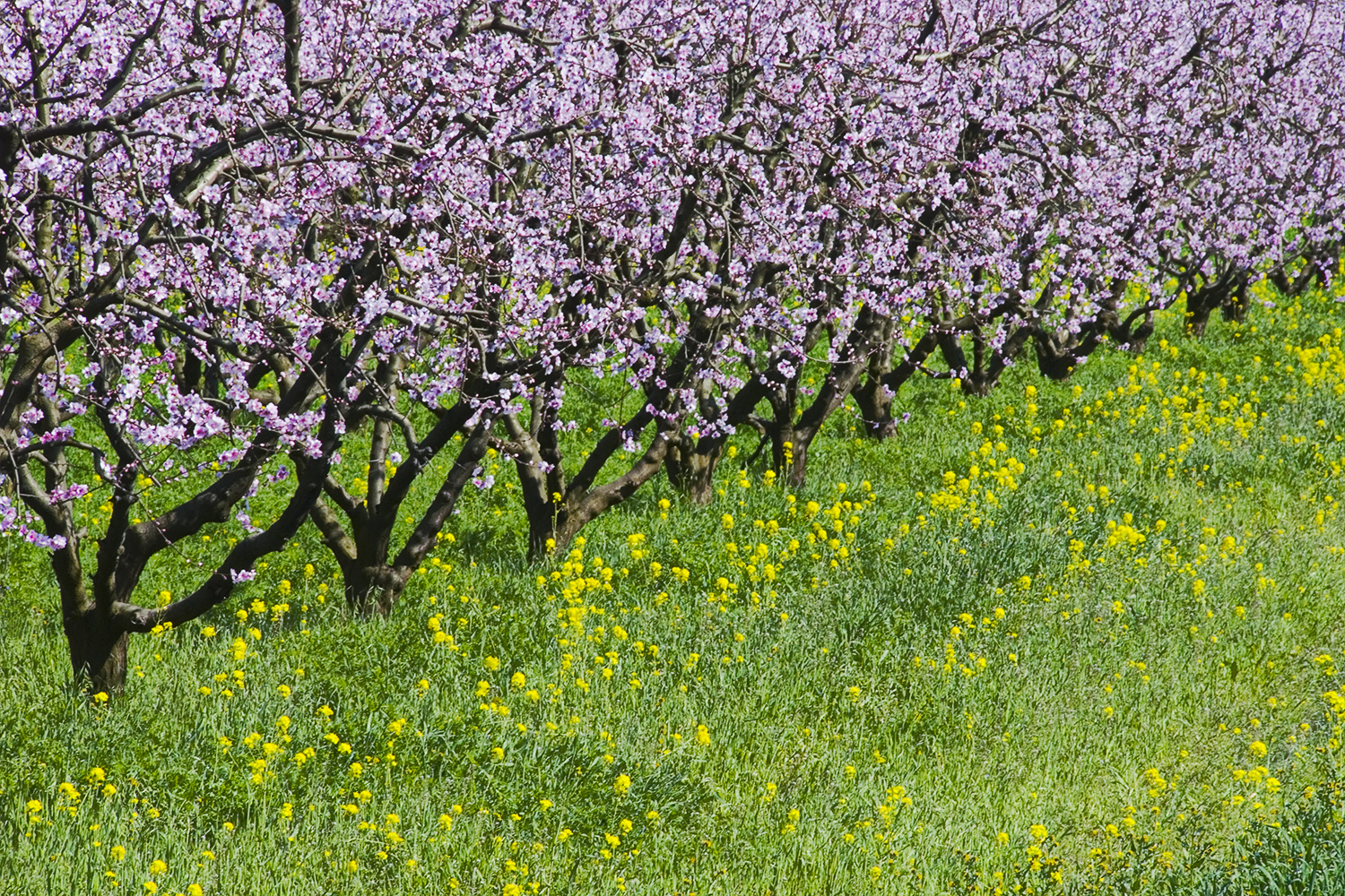 Orchard Near Linden