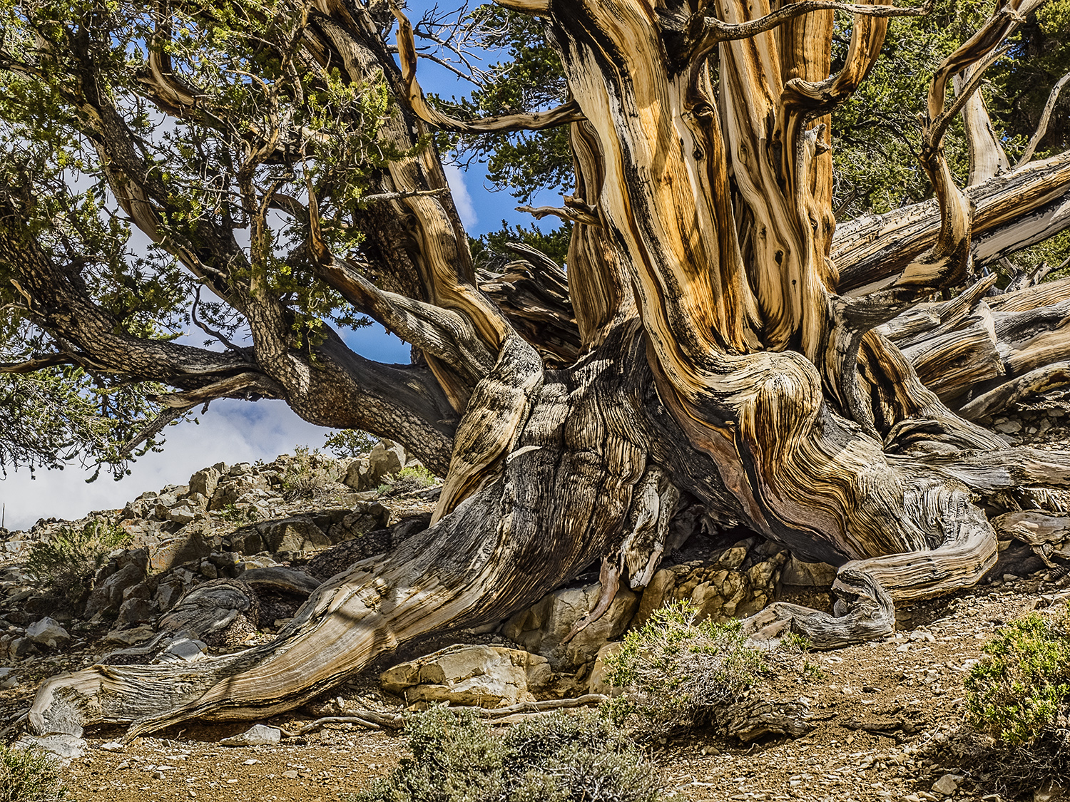 Bristlecone Pine