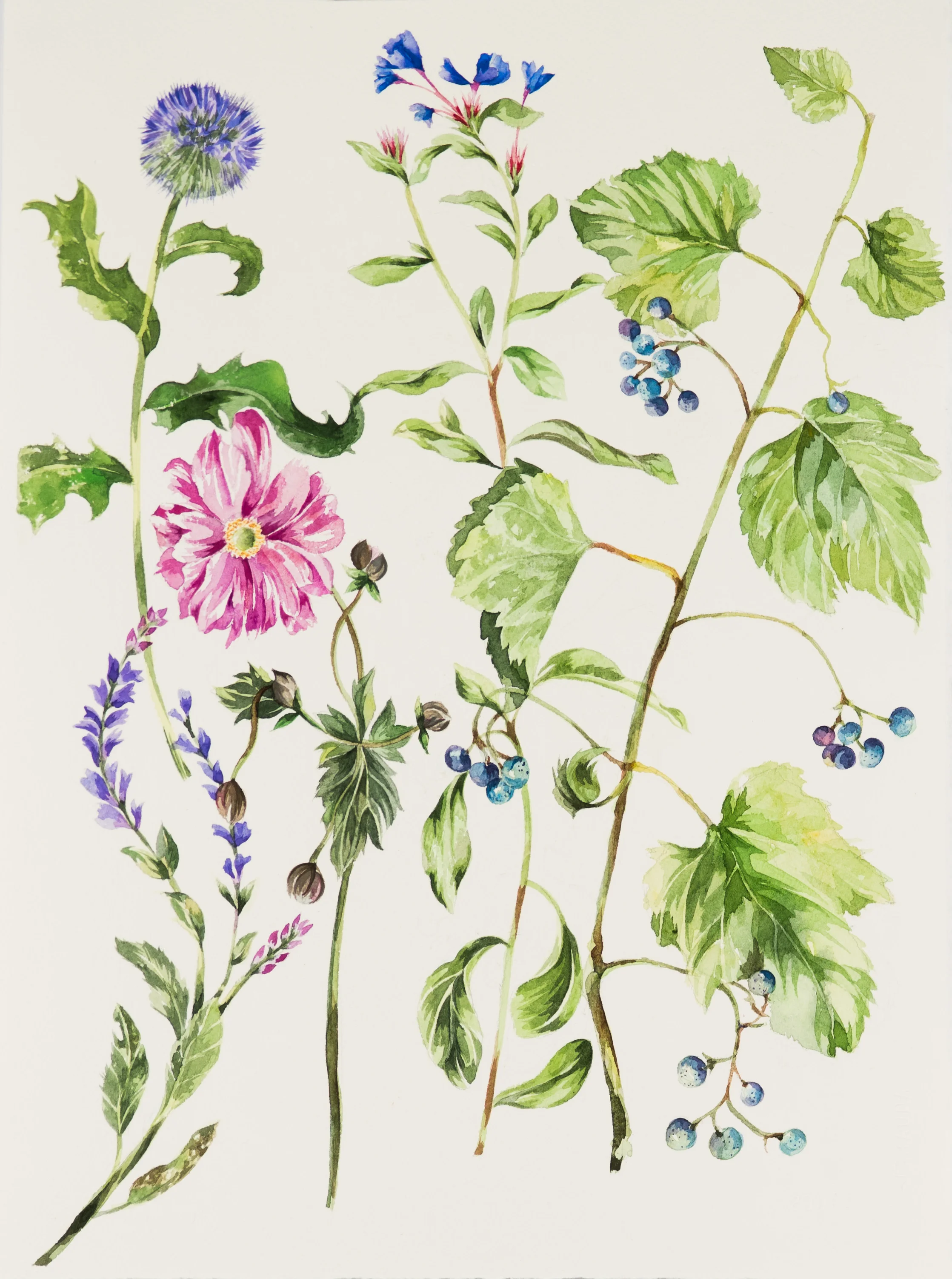 Botanical 15.5x11.25" watercolor