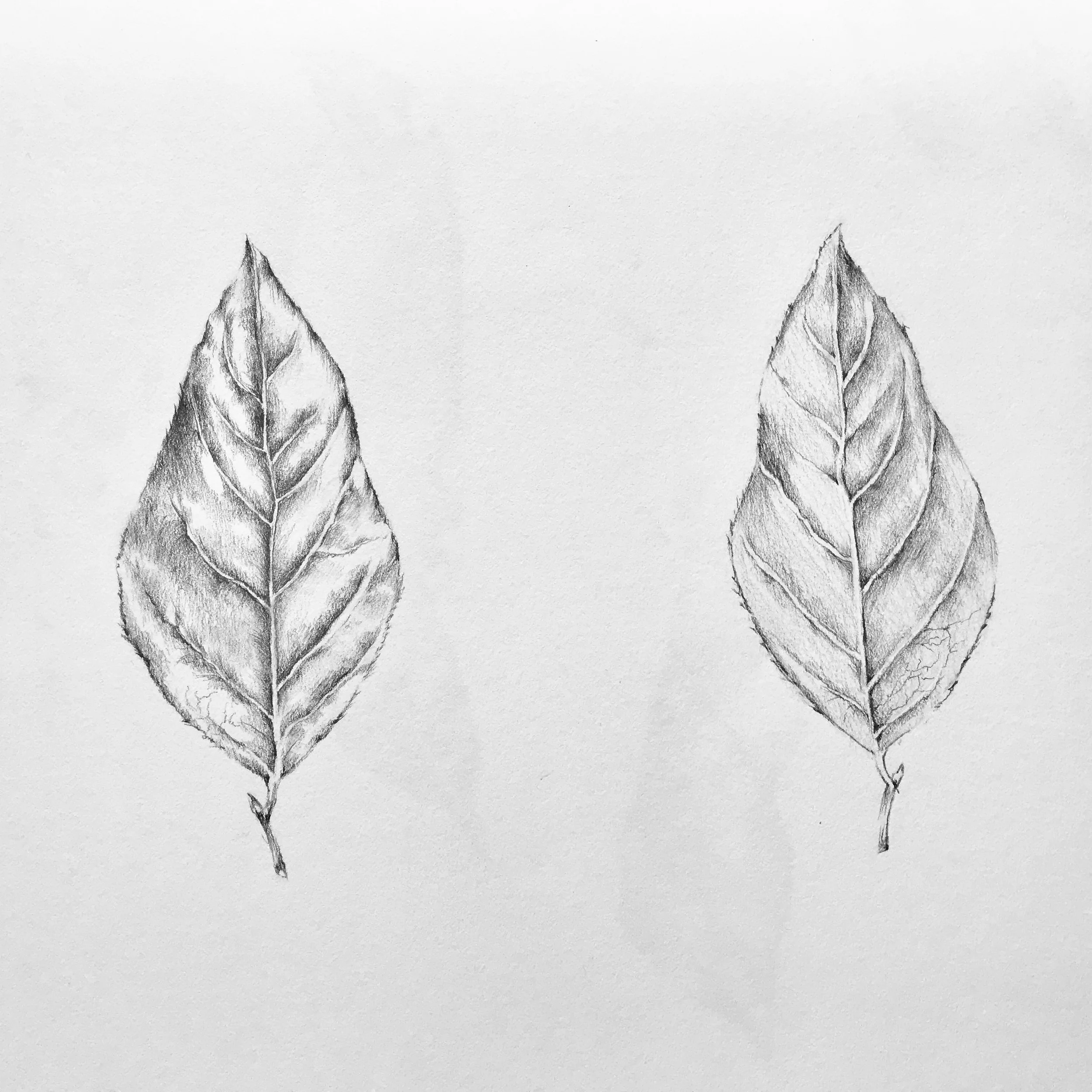 Leaf- front & back