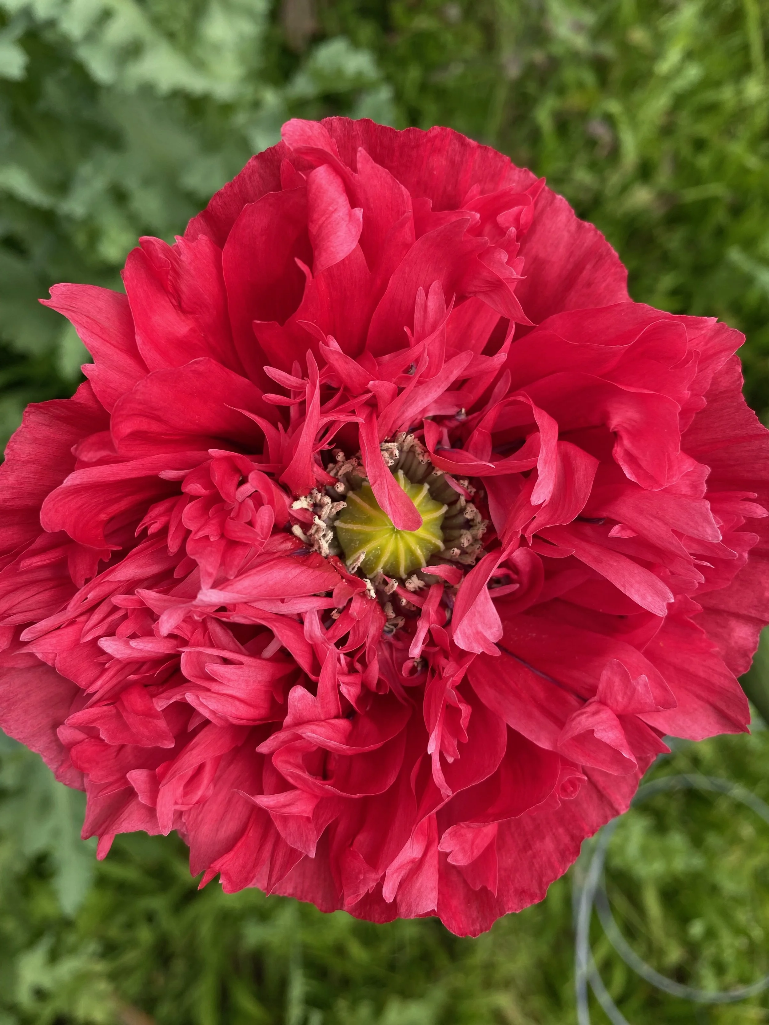 IMG_5514.jpeg