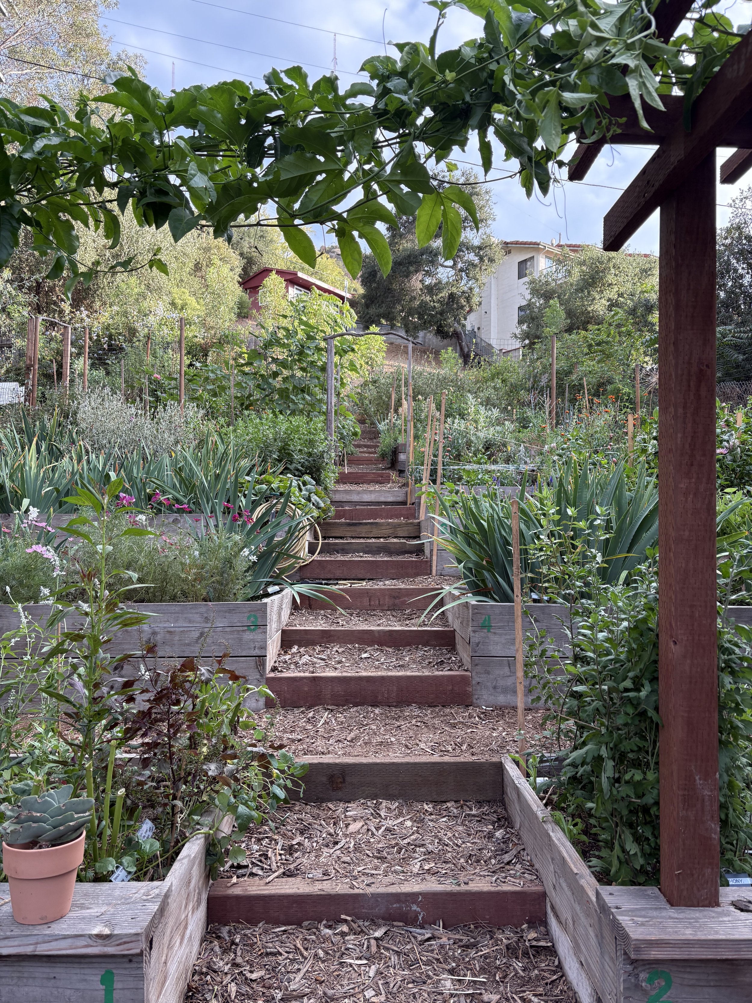 Frogtown Flora farm pic.jpeg