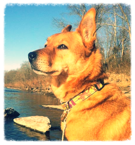Tracker - The dog who started it all for me.