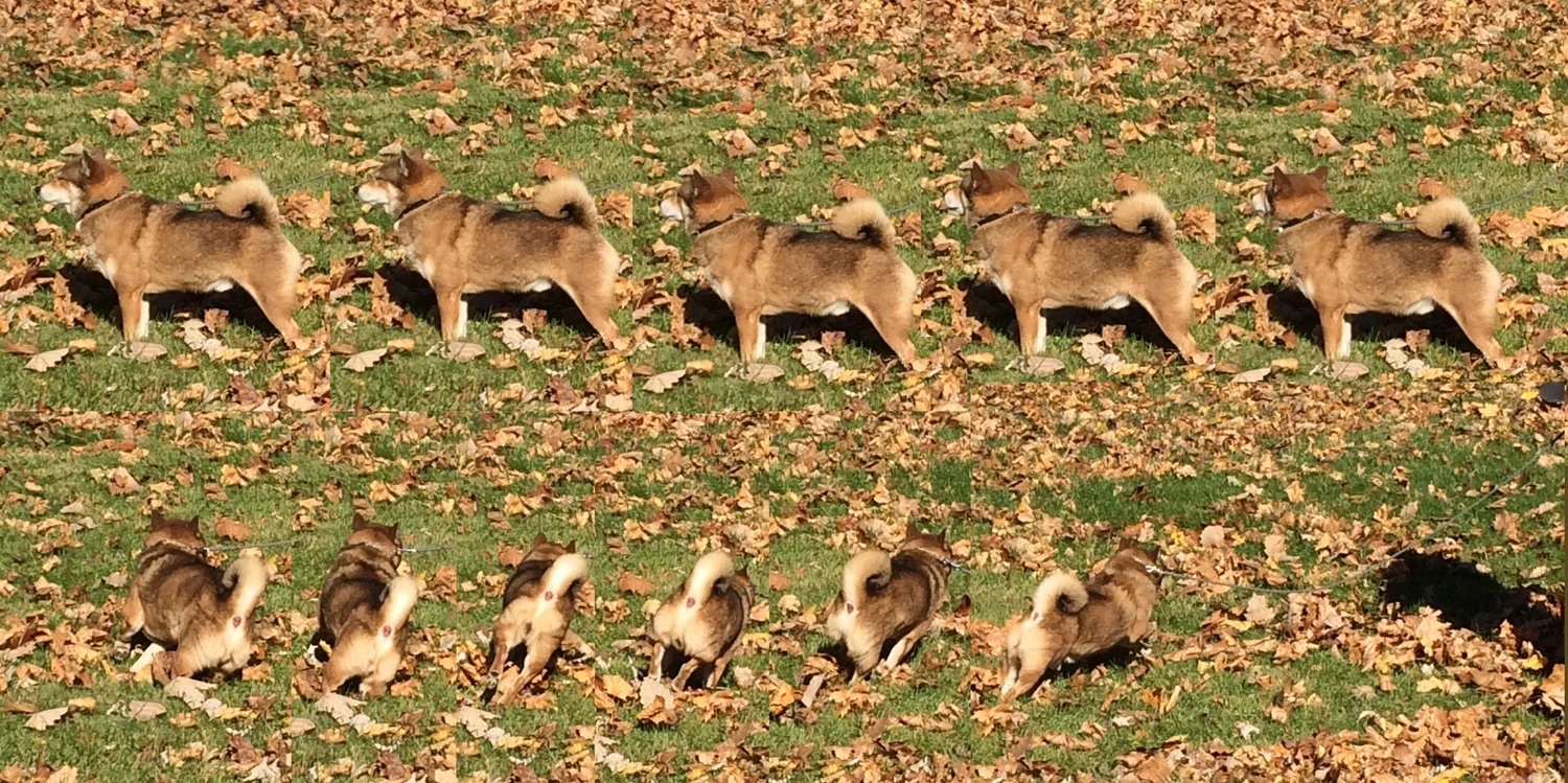 Frame by frame of a head turn and retreat.