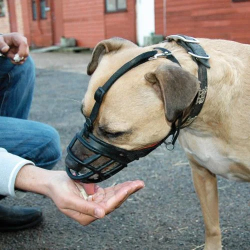 A muzzle should not push against the eyes or squish the nose and allow the dog to eat, drink, and breath comfortably.