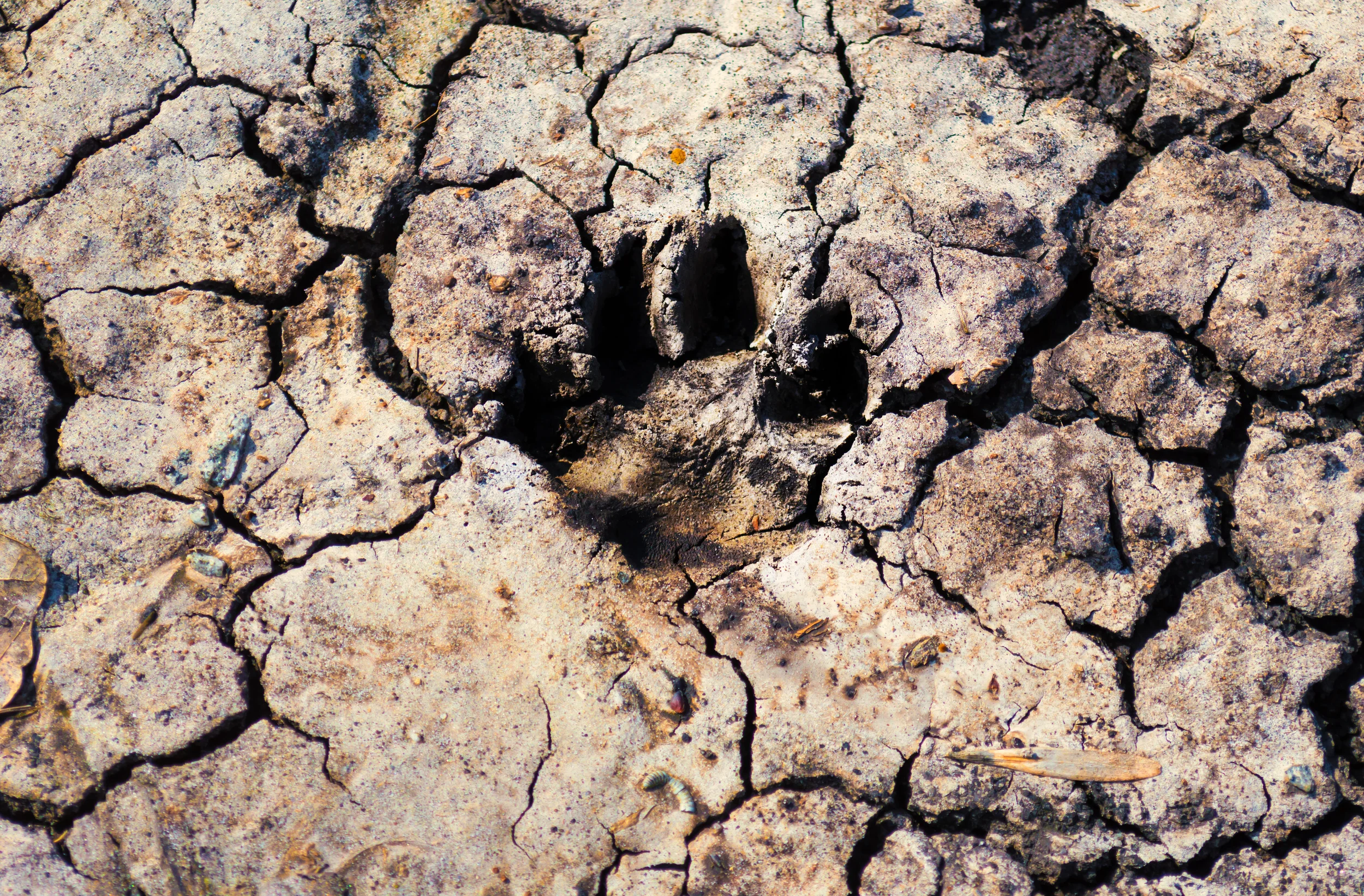 Filling the Cracks - Making Dog Training Better