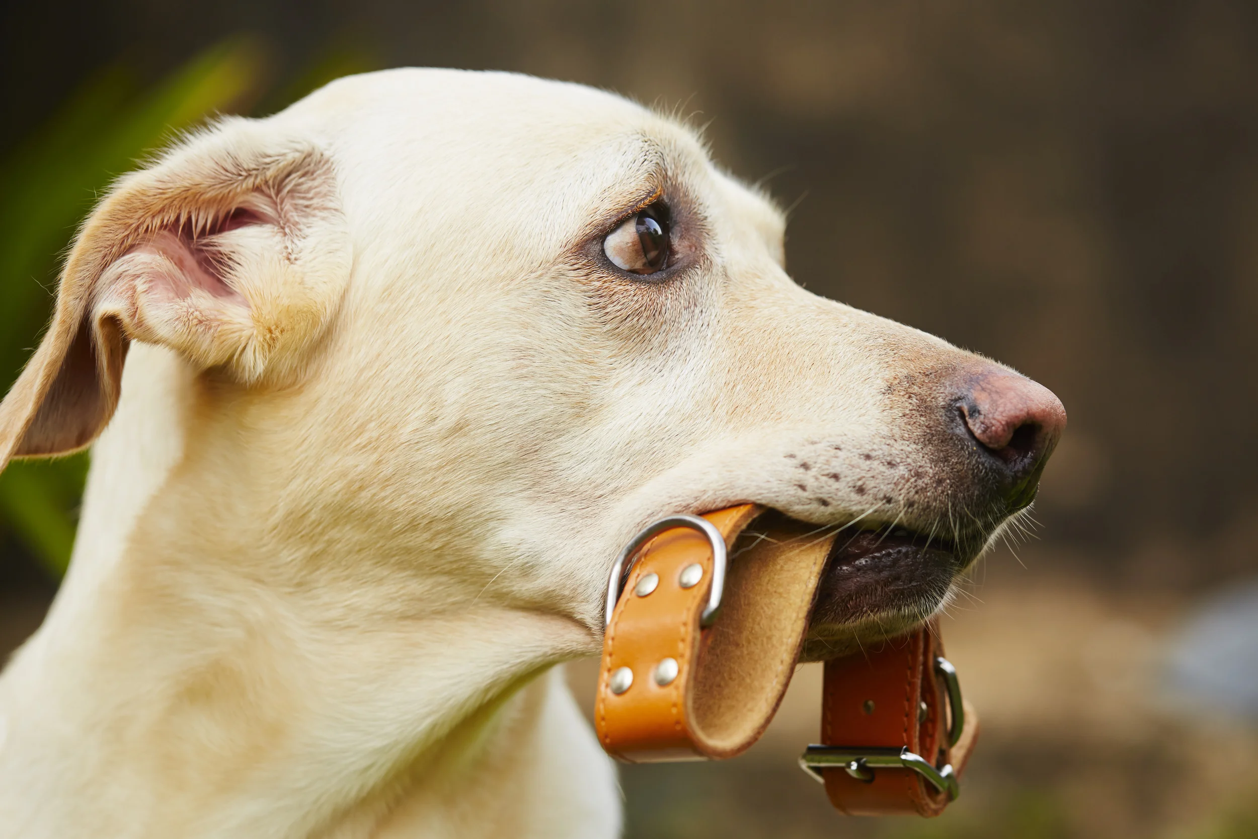A Sensitive Subject - Dog Training Tools