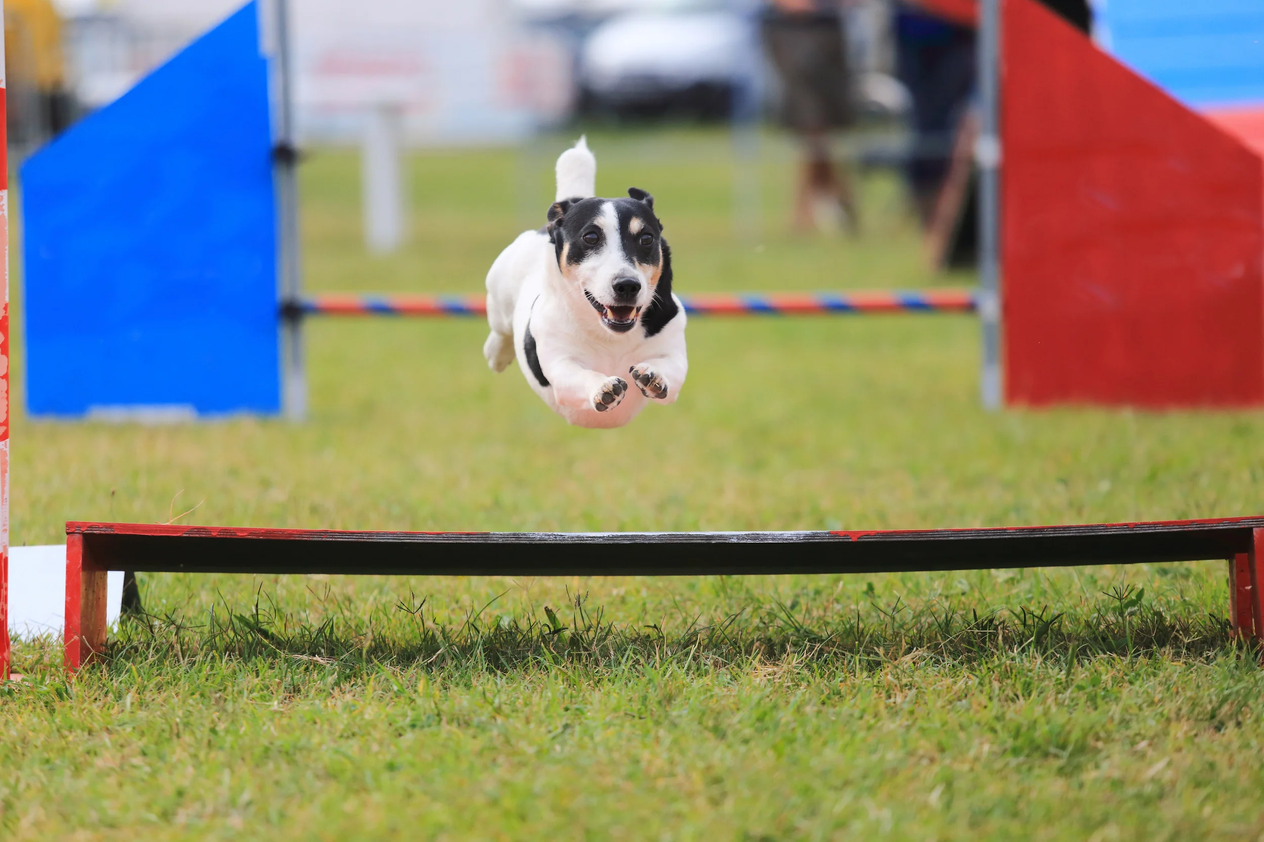7 Signs Your Dog Could Be Great At Dog Sports