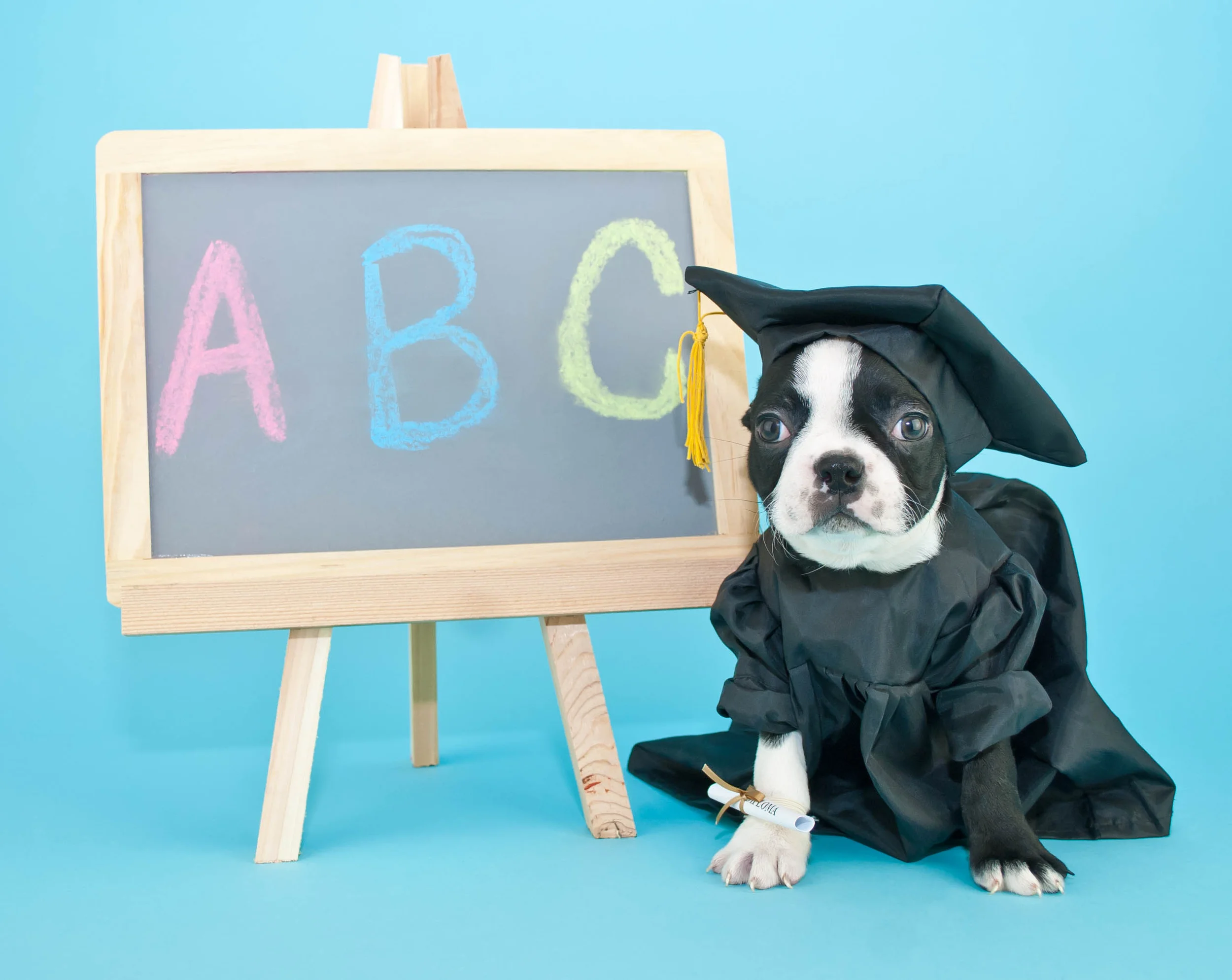 Alphabet Soup - A Fatal Problem of the Dog Training Industry