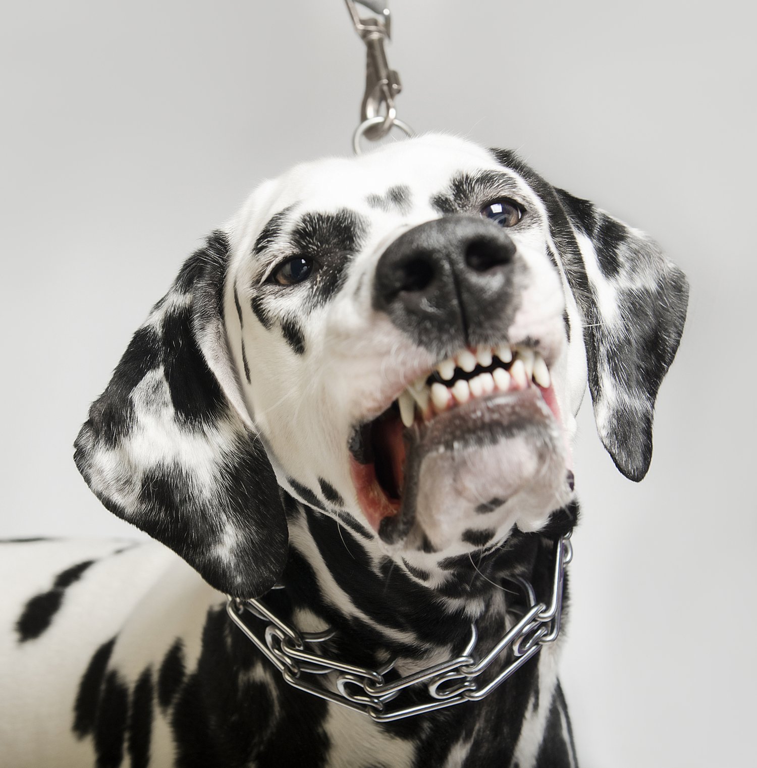 Prong Collars Just 'cause you can doesn't mean you should — Kindred Companions LLC