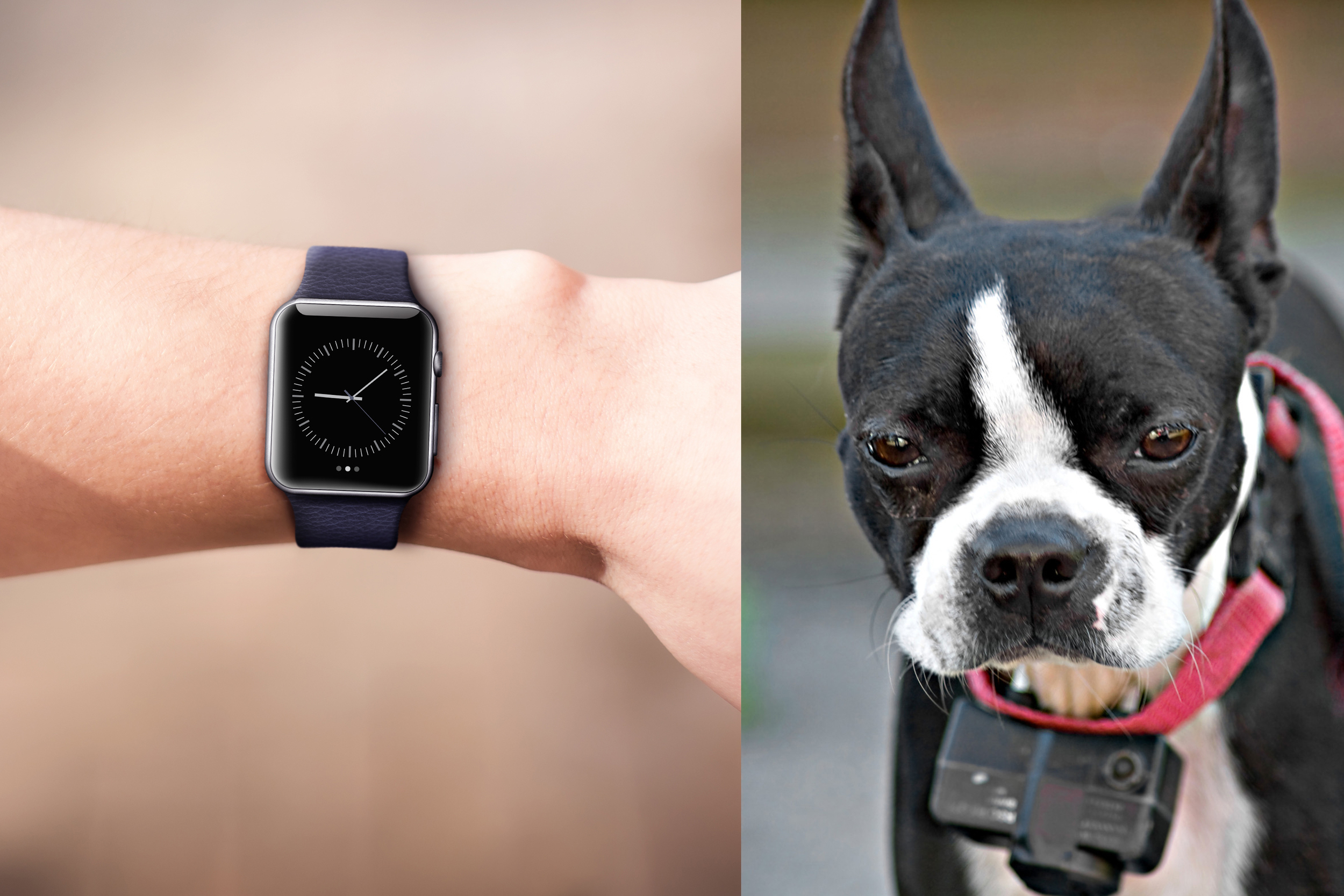 Apple Watch = Shock Collar?