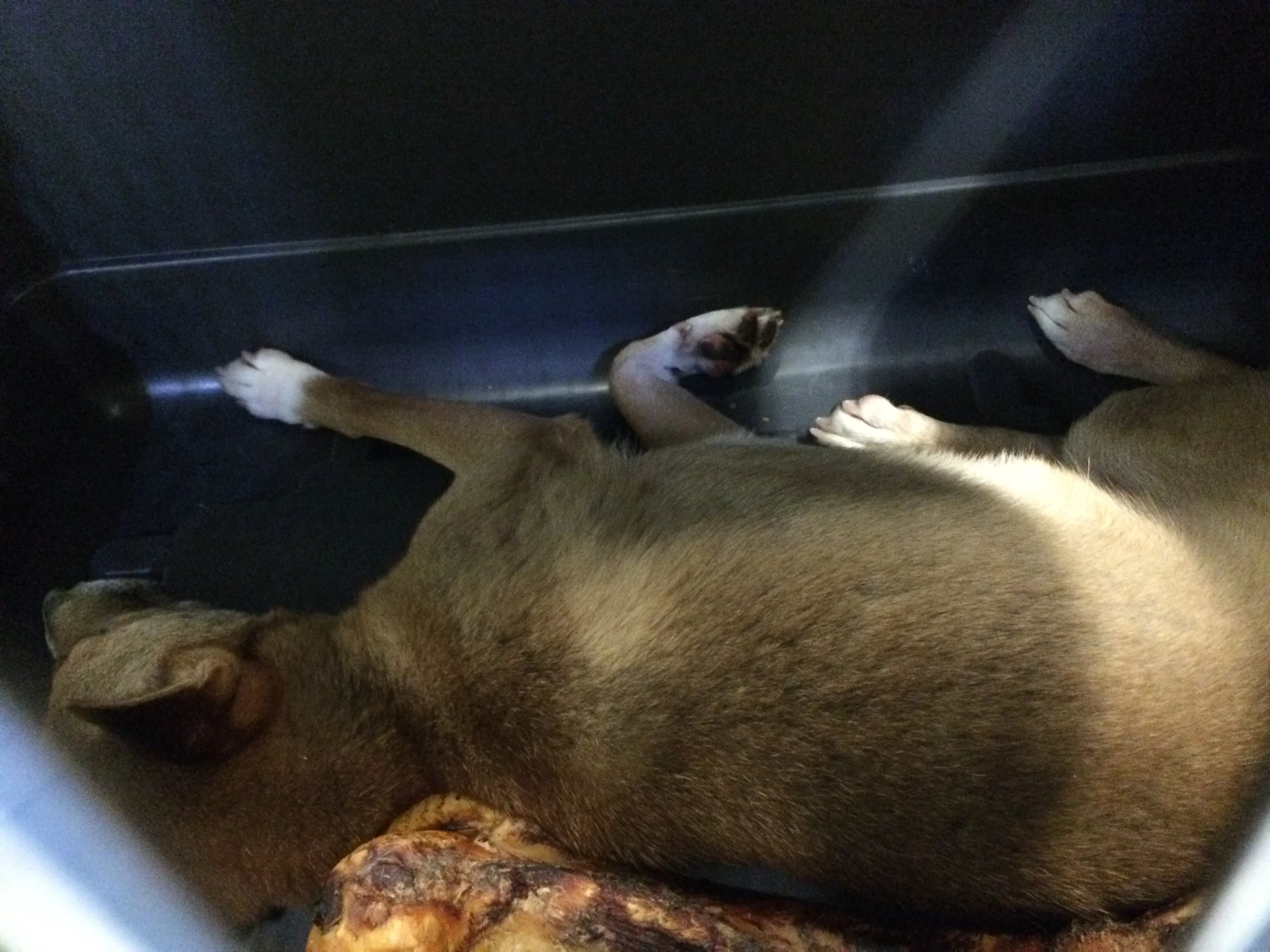 New Guinea Exhausted Dog