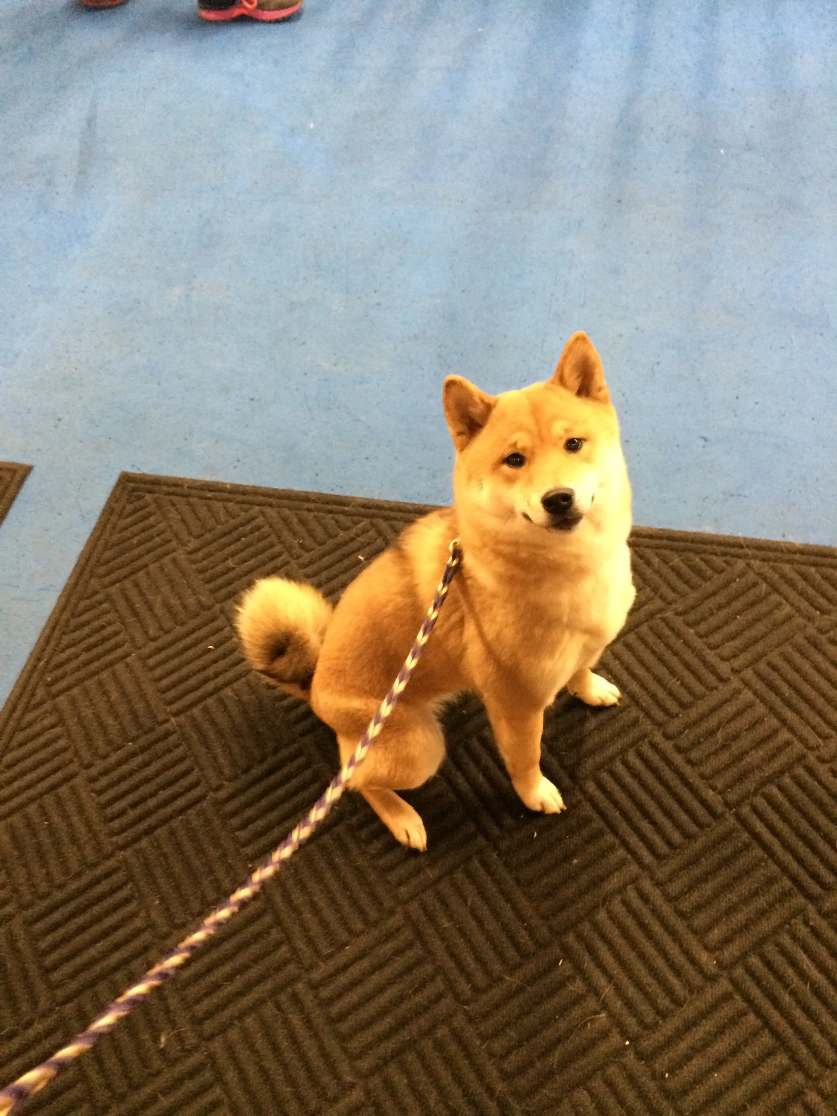 Saga is bright eyed and bushy tailed and ready to go. 