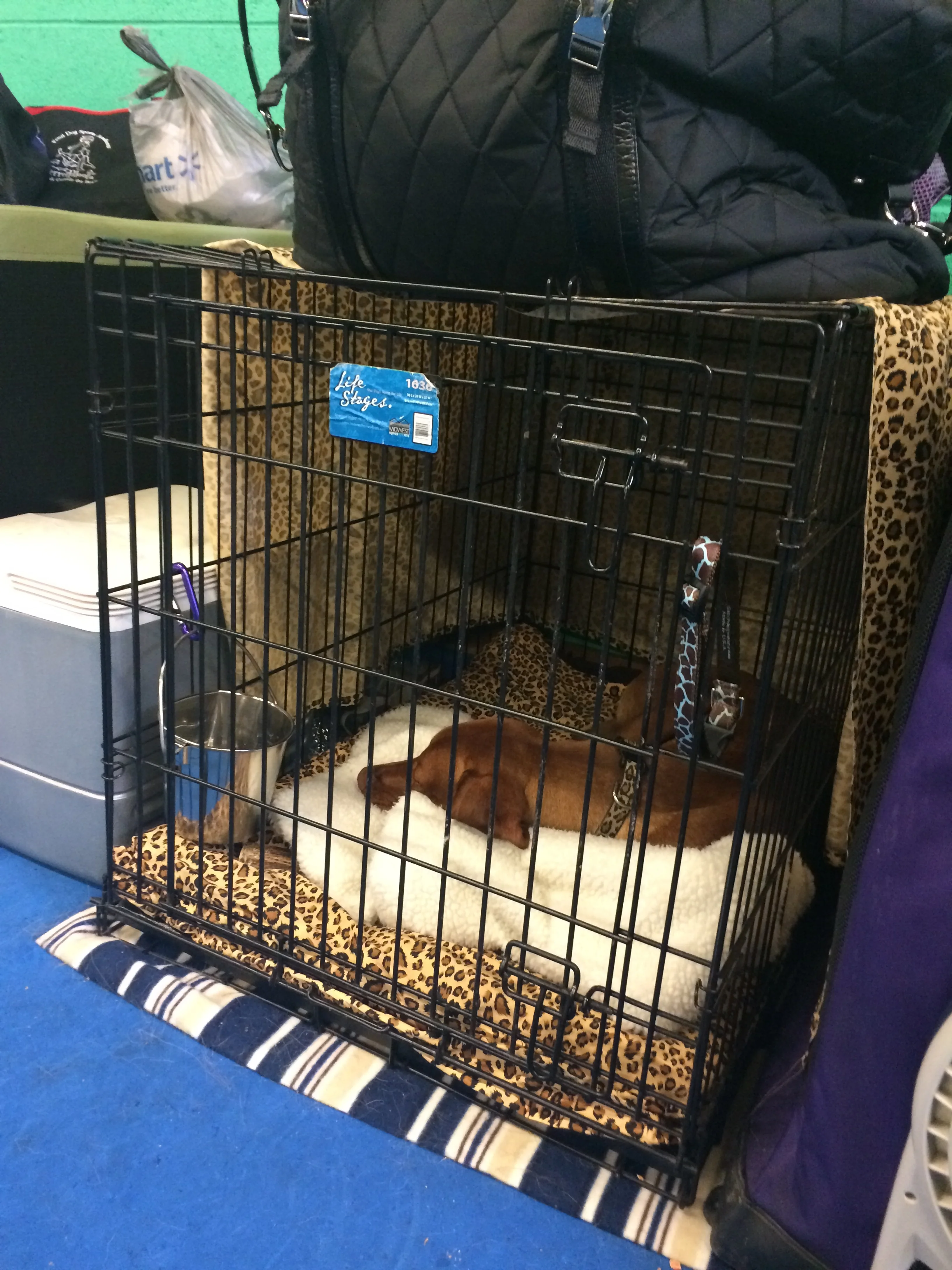 Comfy crate time. :)