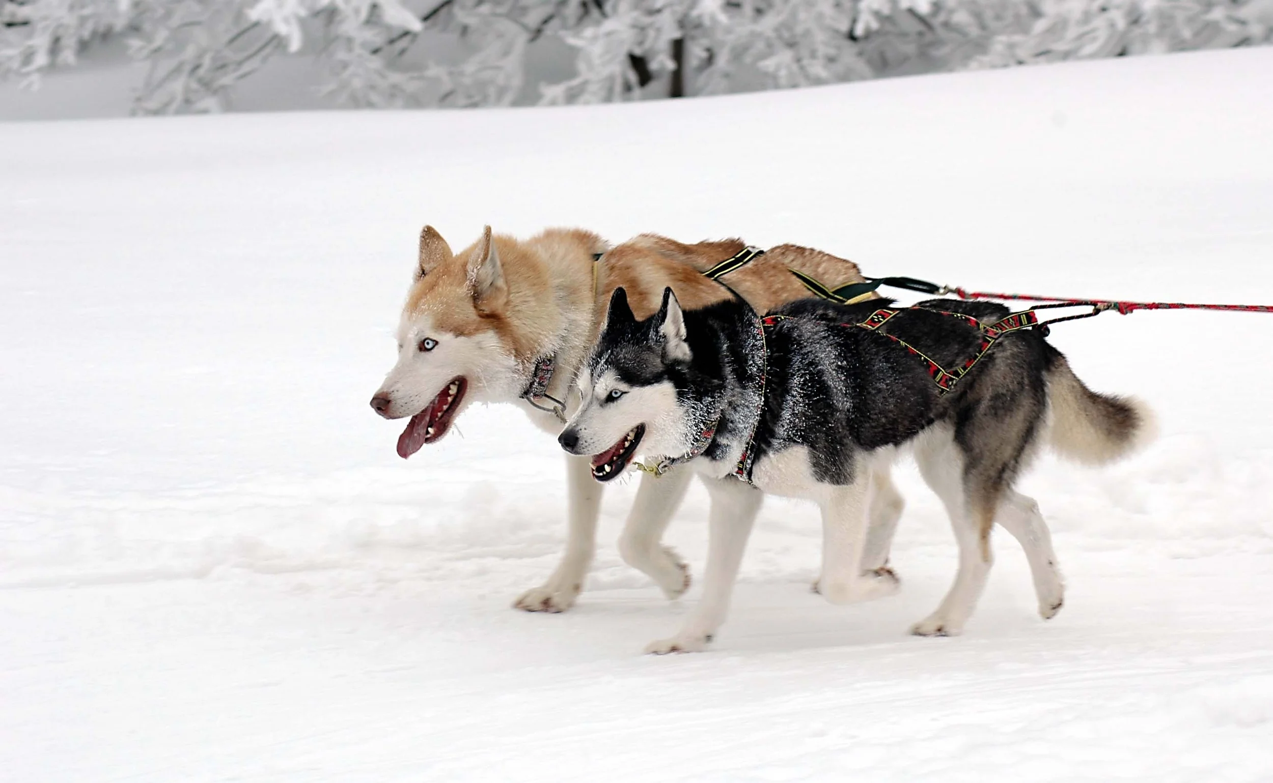 Harnesses actually designed for pulling.