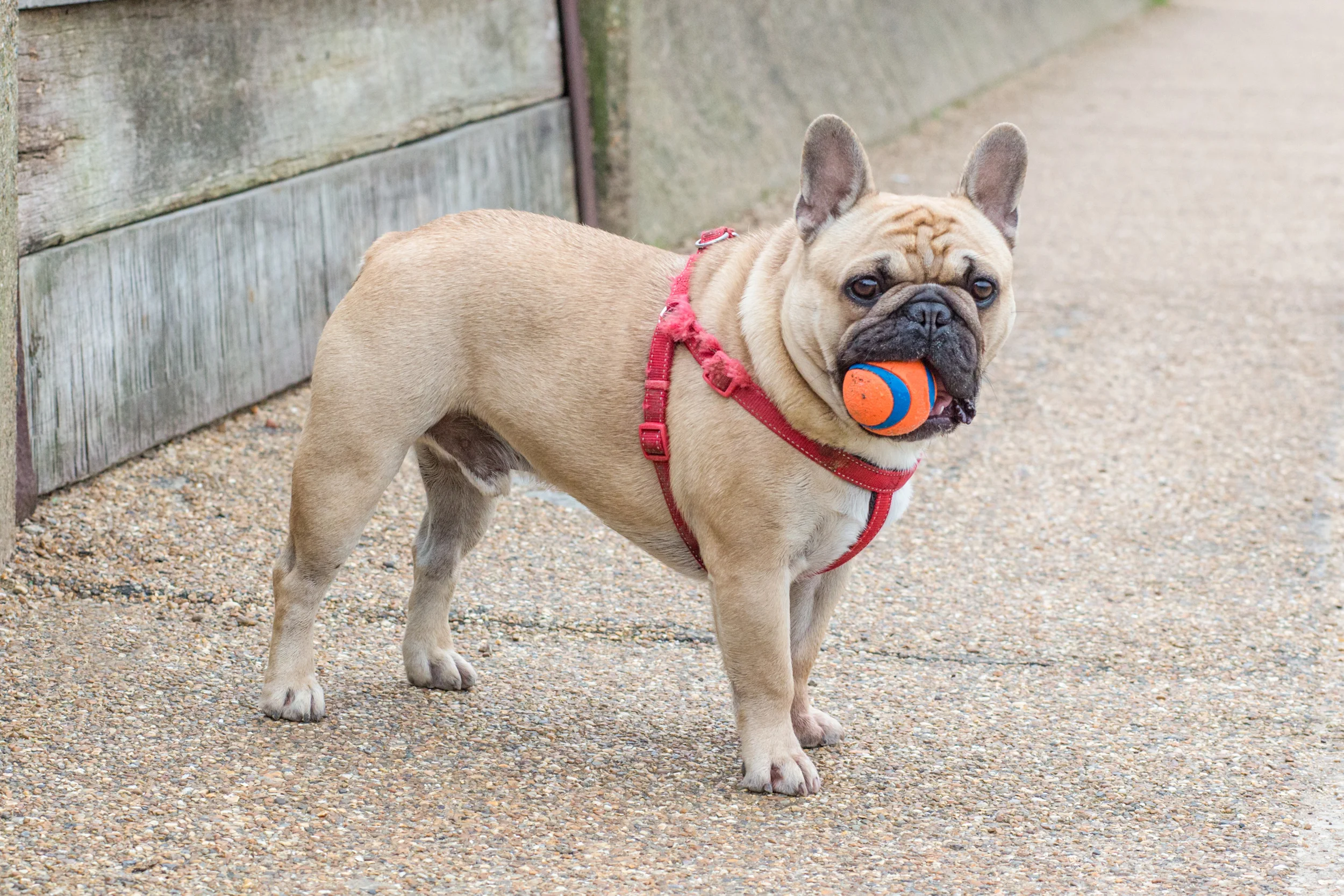Brachycephalic breeds can benefit from being walked on a back clip harness.
