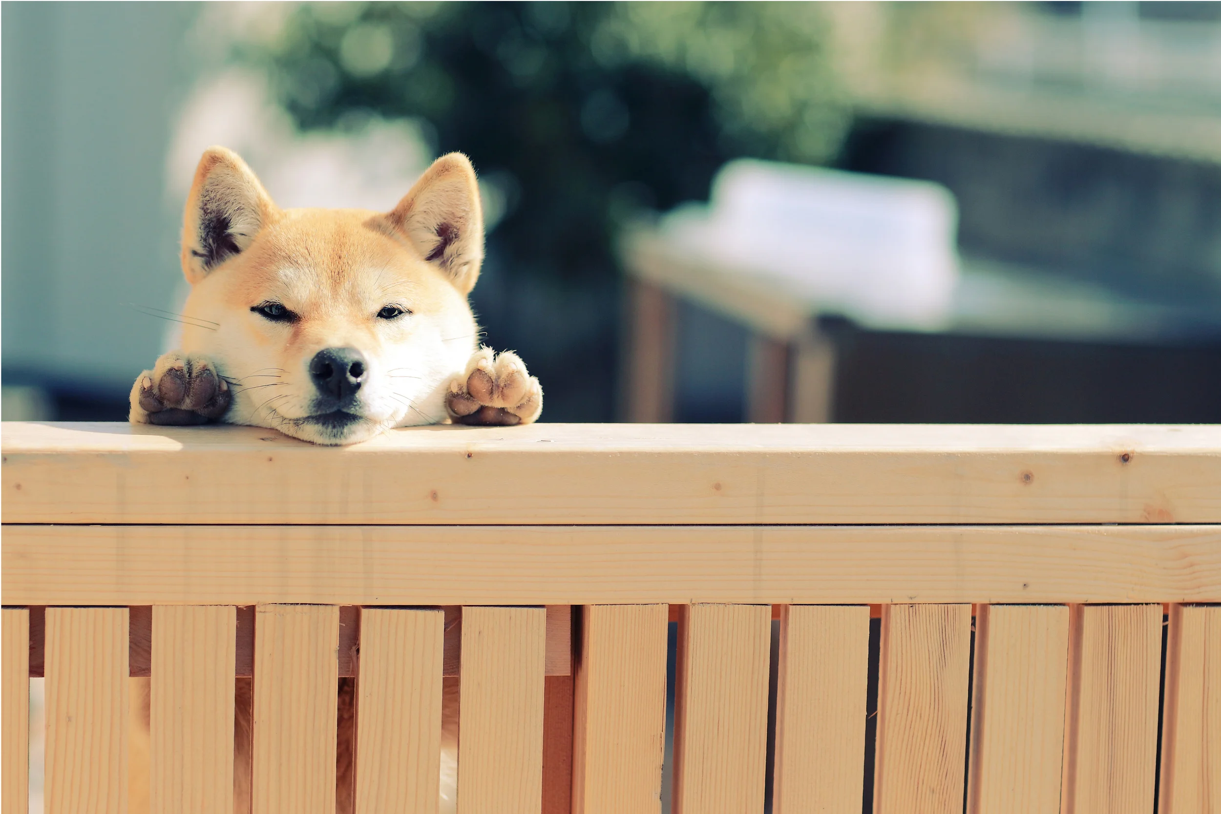 Houdini Shiba No More The Solution To Your Escape Artist