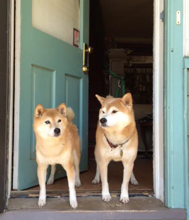 My dogs Ginger and Haiku, respecting the doorway boundary.