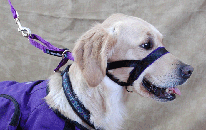 Head Halters: Just 'cause you can doesn't mean you should