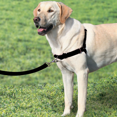 ez lead dog harness