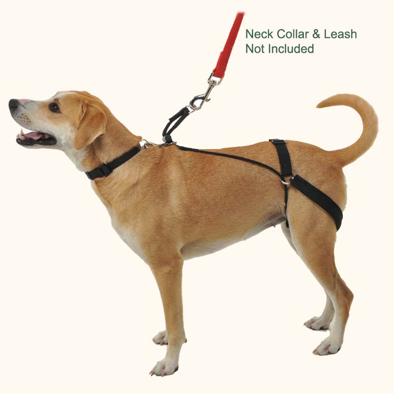 dog harness reddit