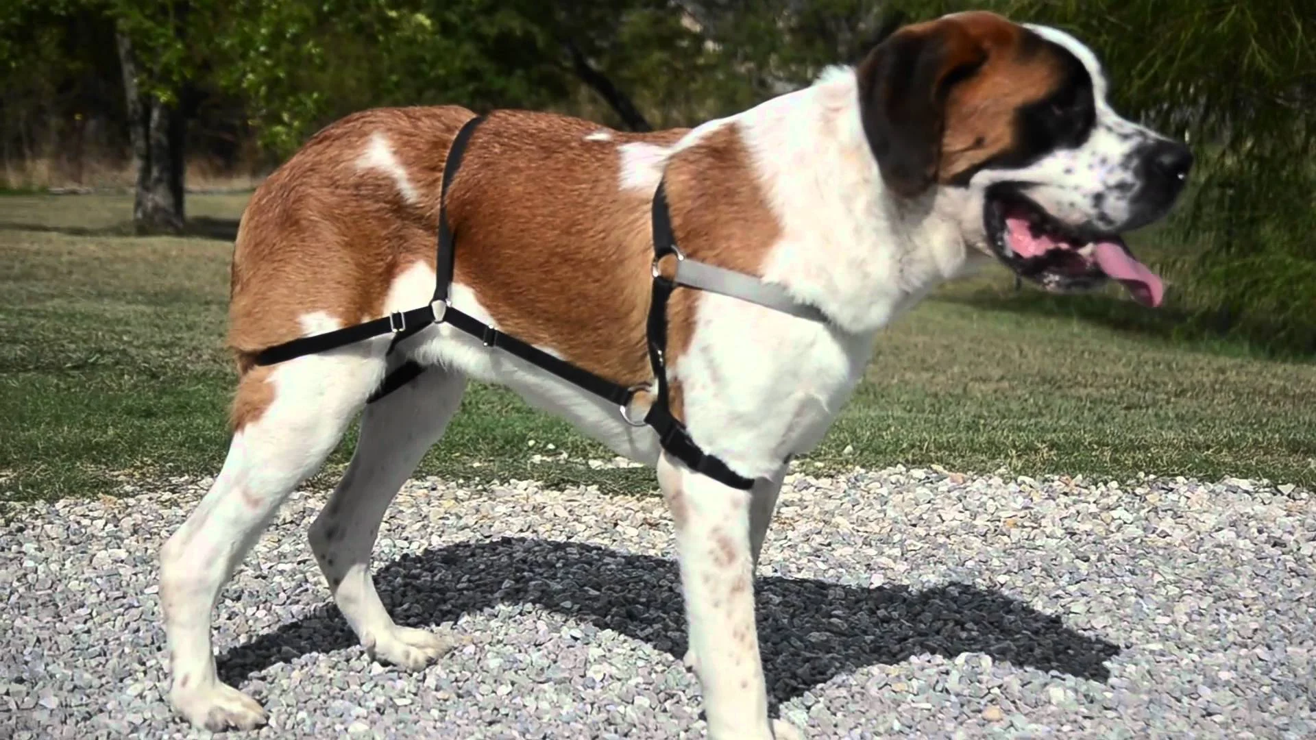 No-Pull Harnesses: Just 'cause you can doesn't mean you should