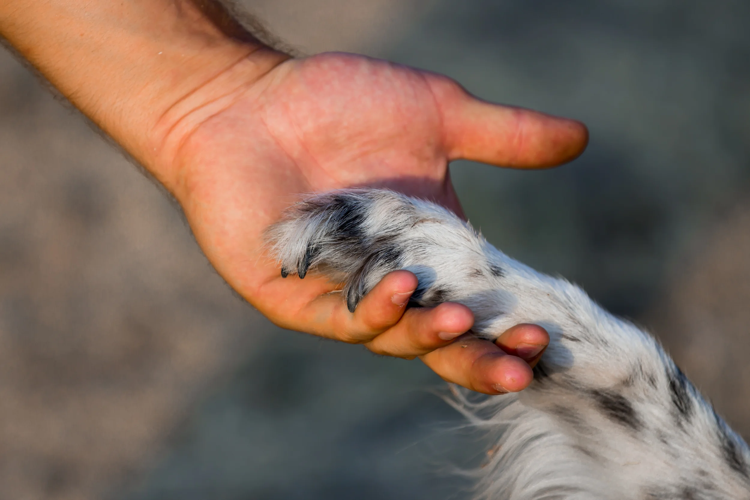 Is Your Dog Really A Faithful Companion?