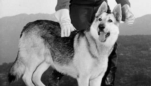 Shot from the 1950s television series, 'The Adventures of Rin Tin Tin.' (Photo: Globe Photos, Inc.)