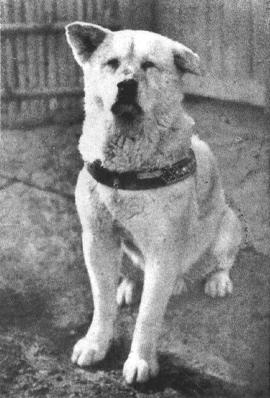Hachiko - the dog who waited...