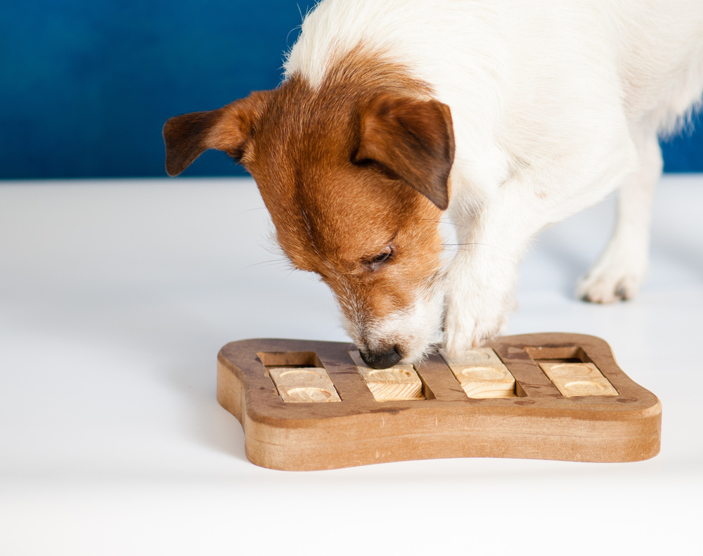 Trouble with Food Puzzles for Pets? Try These 6 Tips - Vetstreet