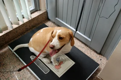 Fit and trim dogs tend to appreciate food more than overweight dogs.