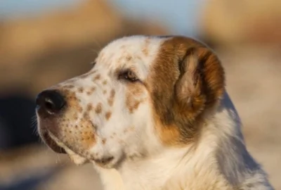Bauer, an imported male, shows a different style head and coat than Gibbs.