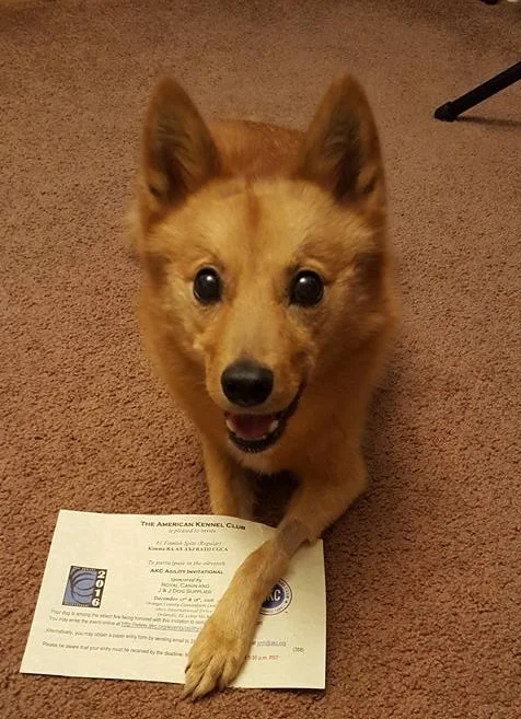 Kimma got invited to the AKC Agility Invitational!