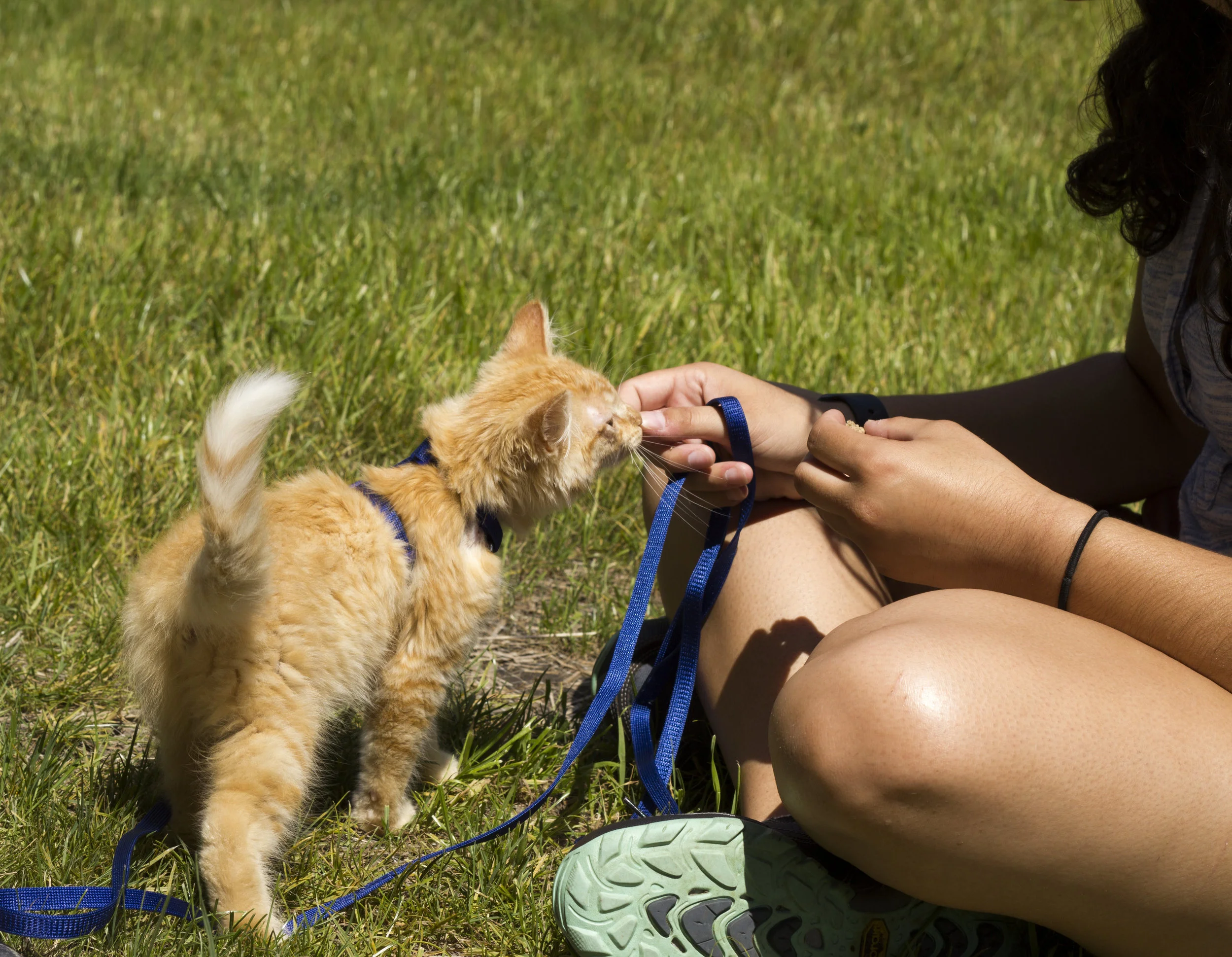 Want to become a better dog trainer? Get a cat! 