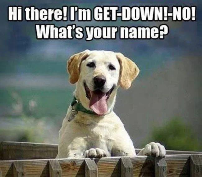 A Journey Through Desperation - The Dark Side of Seeking Help for your Dog