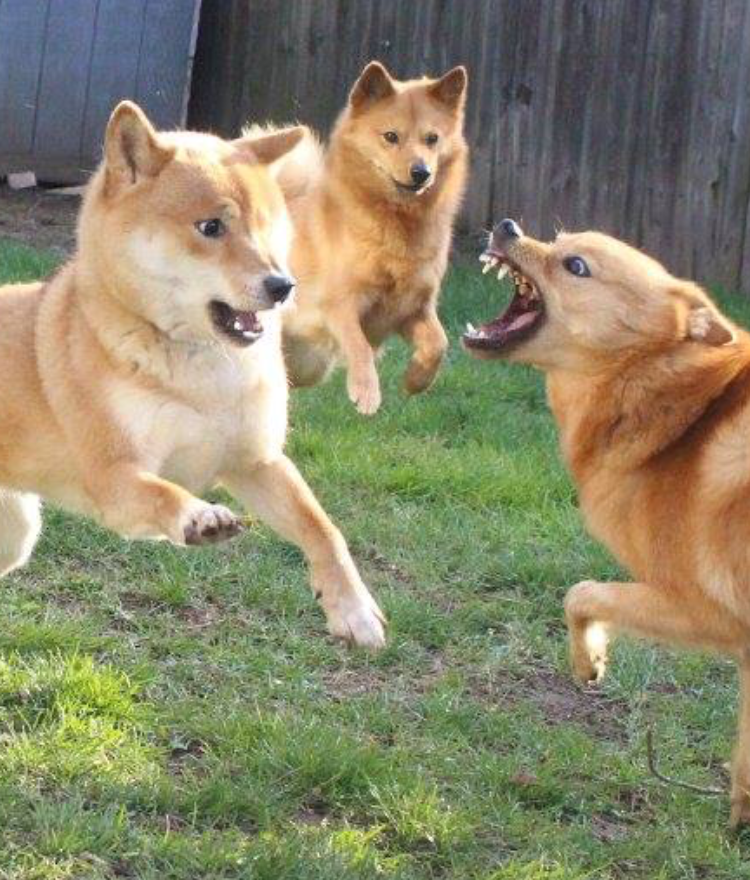 Enrichment Over Entertainment: Have You Seen This New Viral Video?
